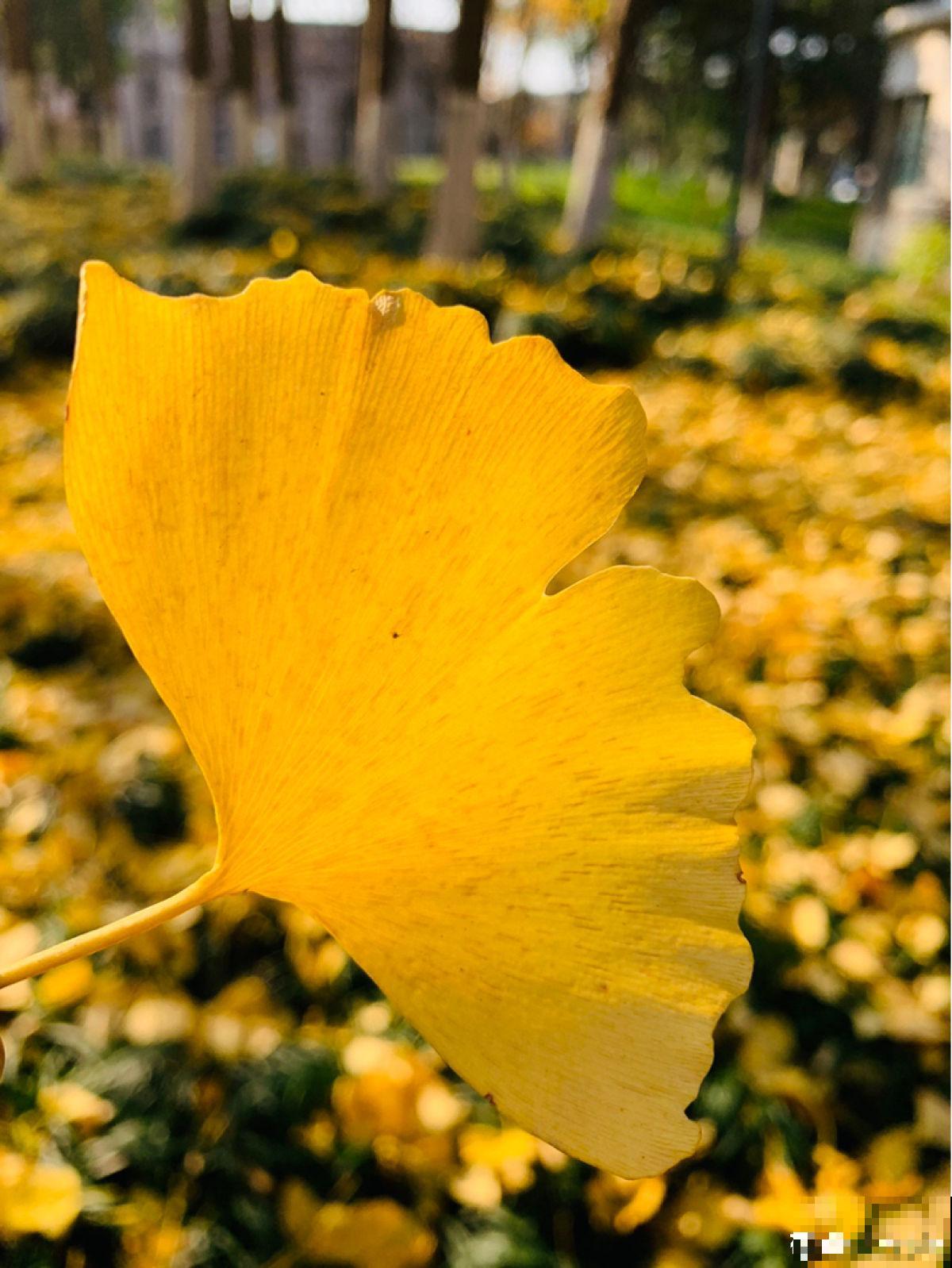 秋天银杏成了“黄金树”,颜值超高,为啥种的人很少 秋天银杏成了“黄金树”,颜值超高,为啥种的人很少