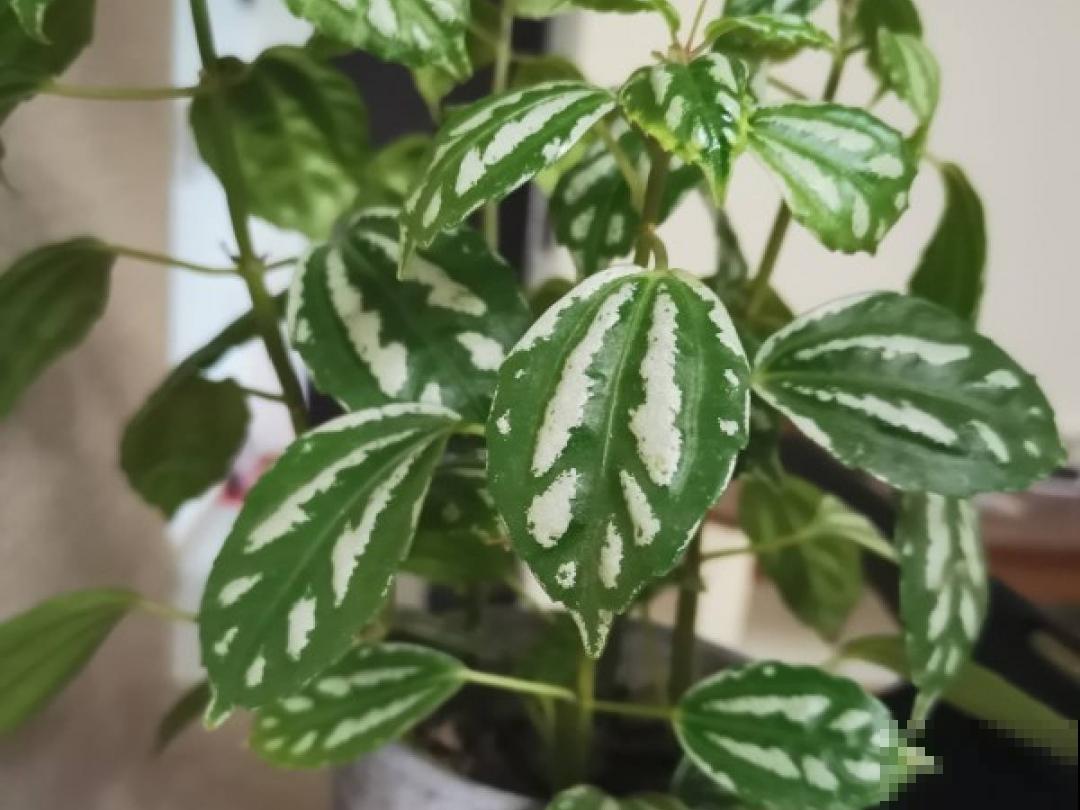 家里别只养绿萝,15种精致耐阴花,光照不好也能长很美 家里别只养绿萝,15种精致耐阴花,光照不好也能长很美