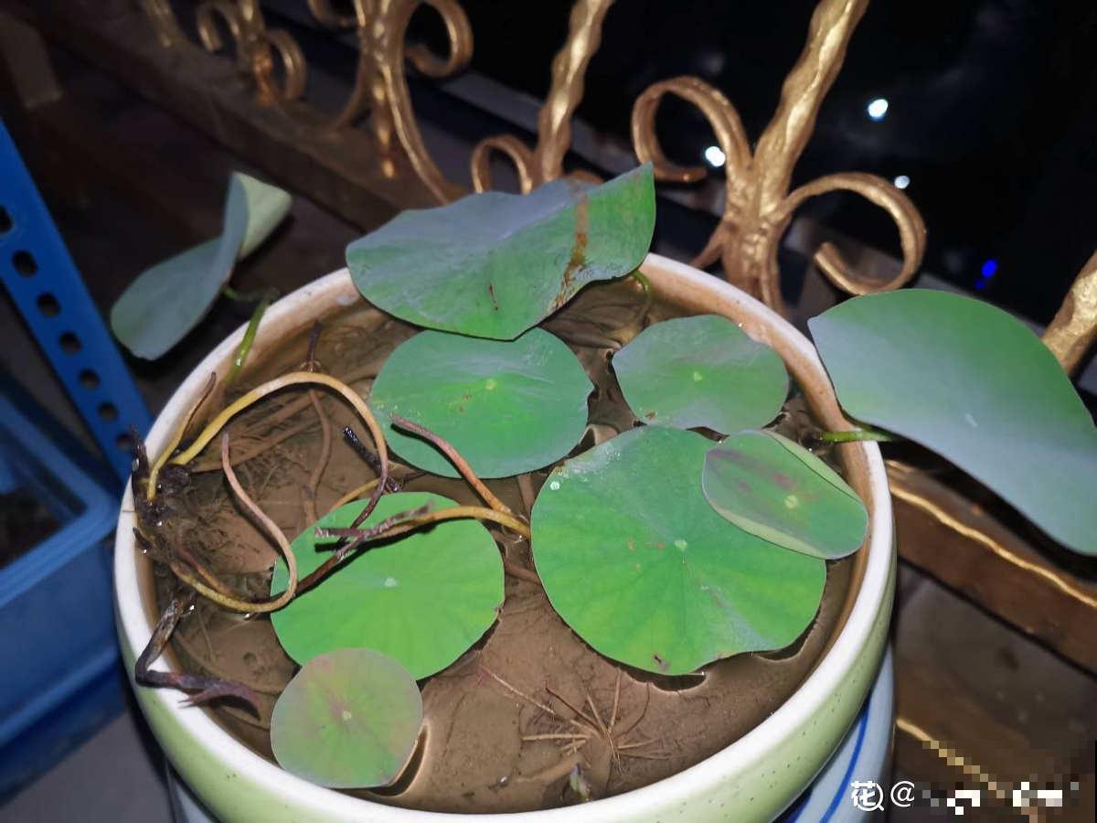 因为名字晦气，婆婆总和我闹别扭，养碗莲有什么错？