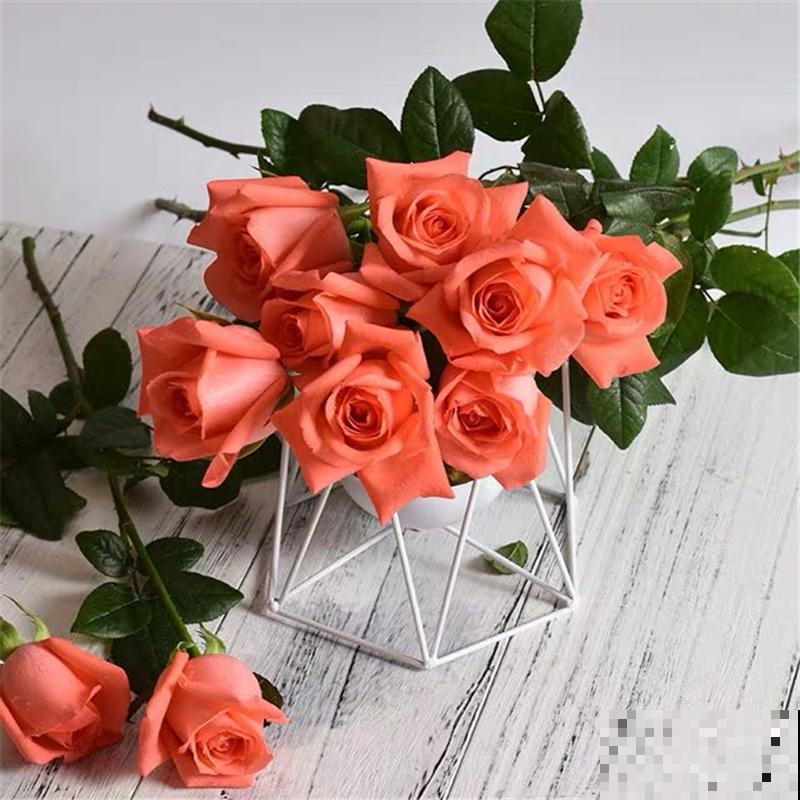 又是一年七夕,买玫瑰不如亲手养玫瑰,送给心爱的TA更有心意 又是一年七夕,买玫瑰不如亲手养玫瑰,送给心爱的TA更有心意