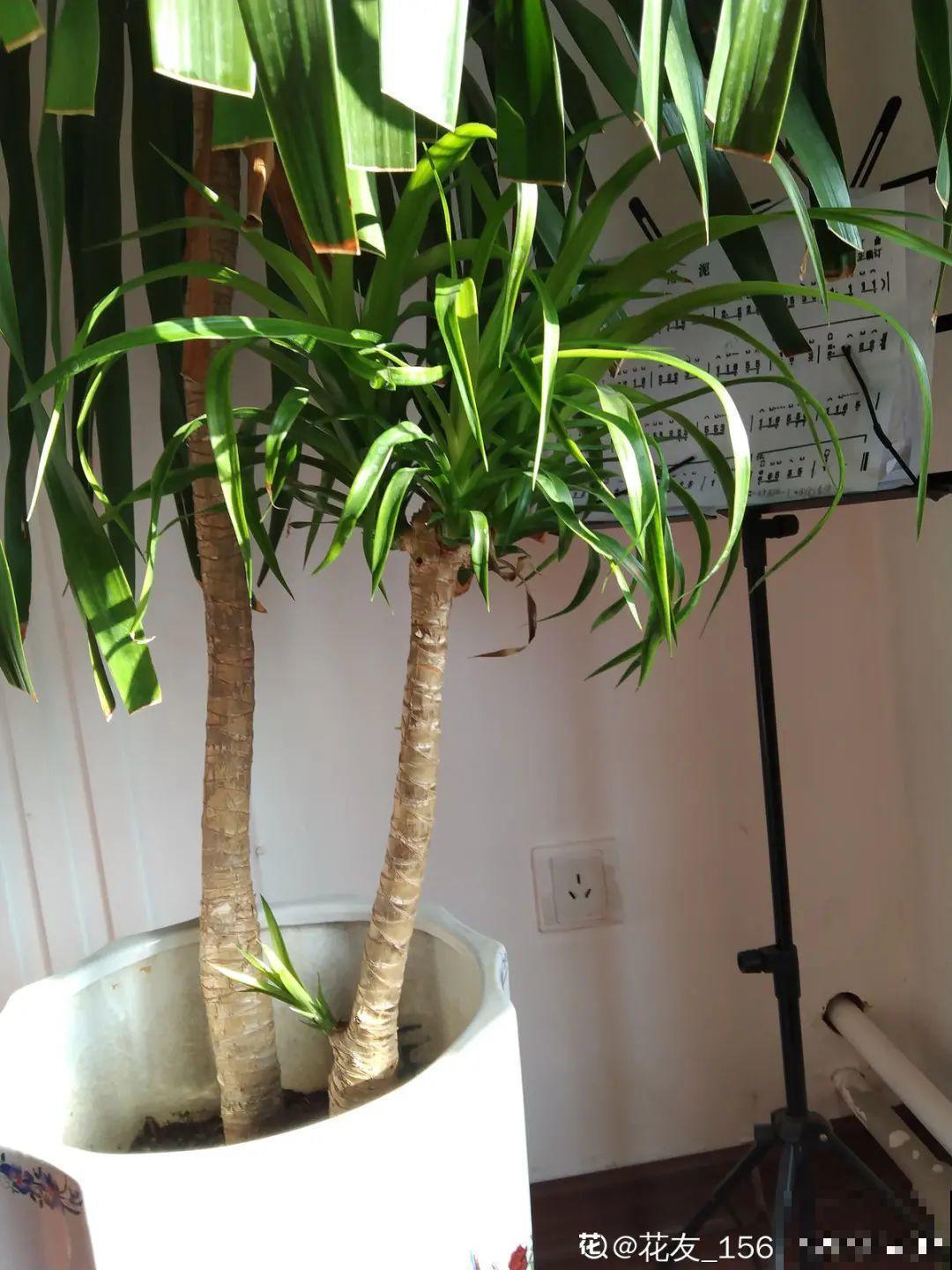 6种花夏天难养，贴土面砍一刀，新芽呼呼冒