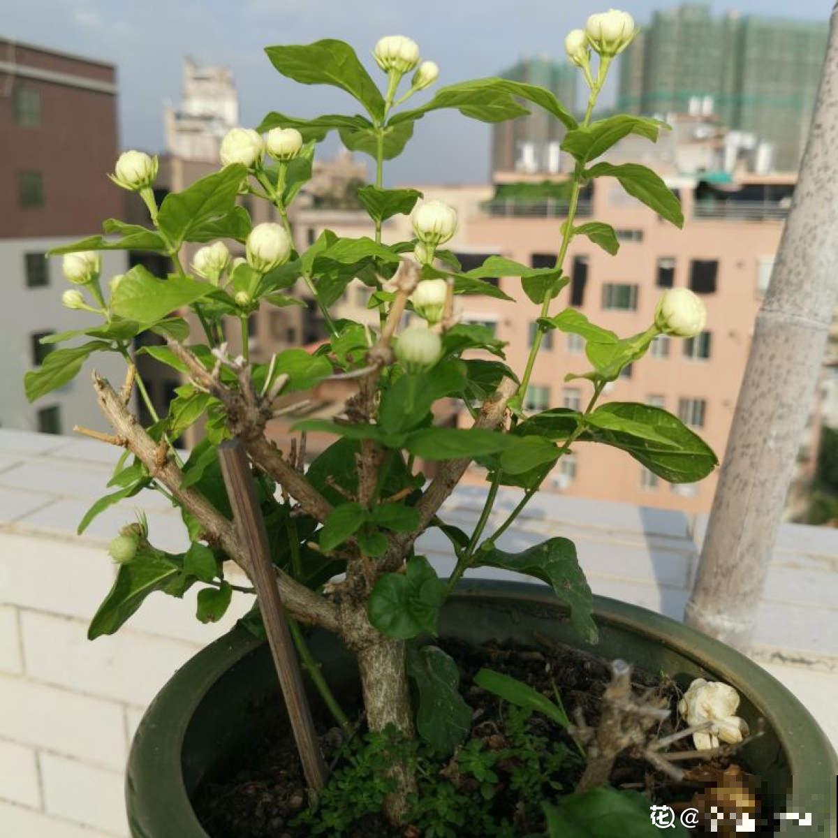 养花用点“酸酸水”,花长得特旺,叶子绿得直滴油 养花用点“酸酸水”,花长得特旺,叶子绿得直滴油