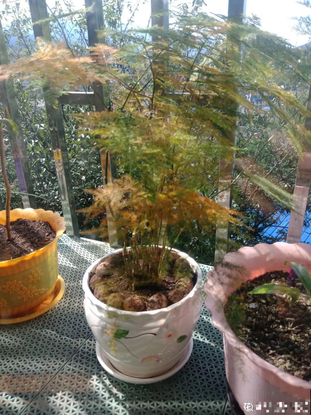 夏天养文竹，不能暴晒，不然叶子都黄了