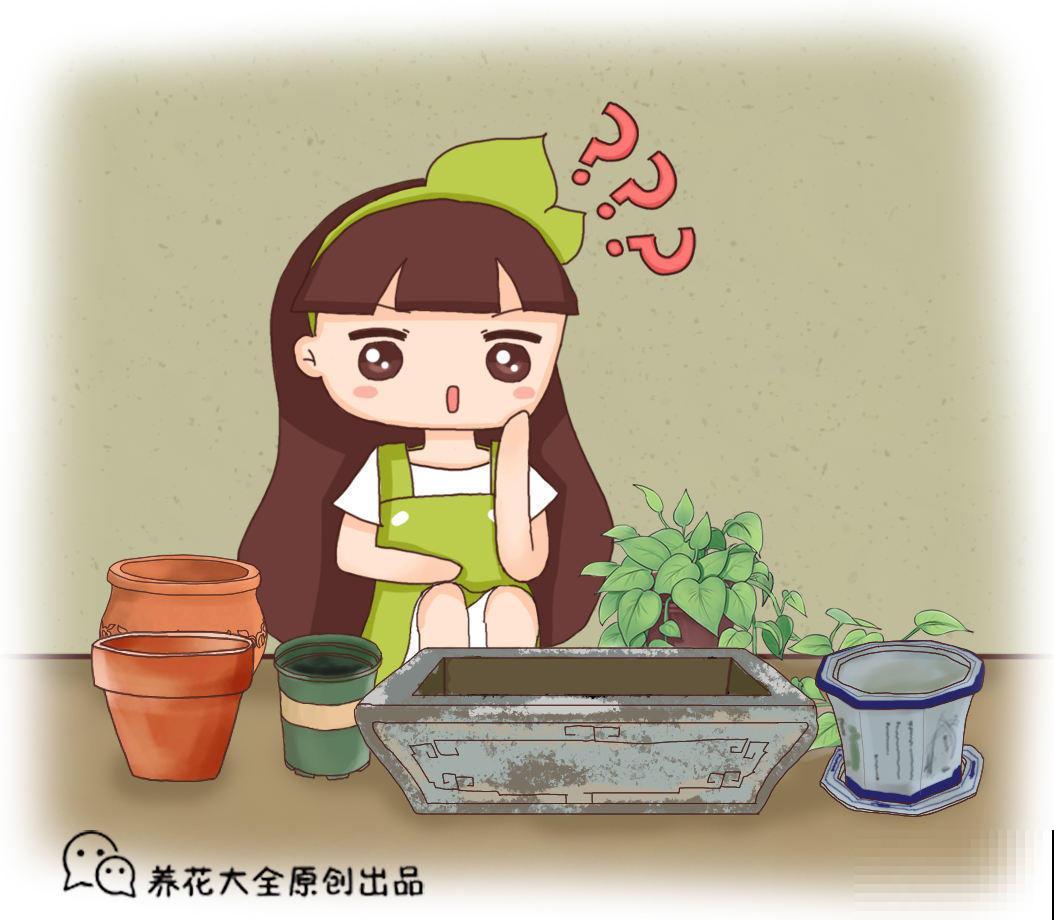 夏天买回家的花，学会3个细节，不怕烂根