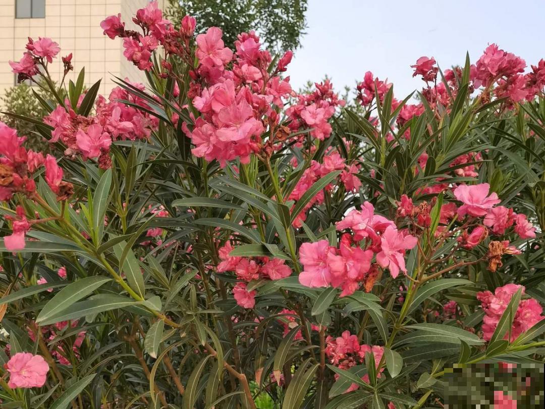 家门口长出这10种草,赶紧拔掉,不然会惹麻烦 家门口长出这10种草,赶紧拔掉,不然会惹麻烦