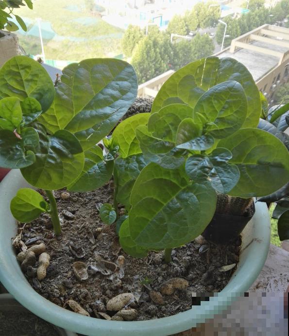 家里的小阳台别养花，几个花盆种点菜，秋天就能吃