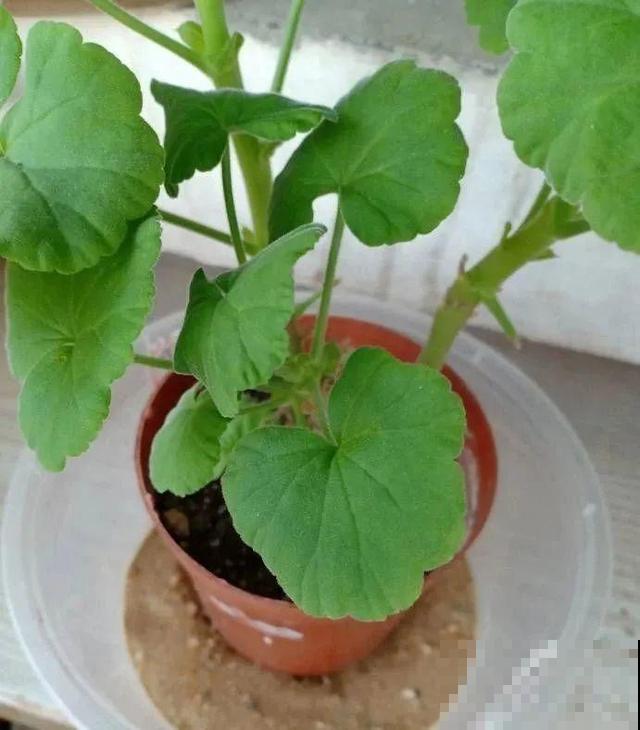 三伏天,8种花进入“鬼门关”,切莫大意 三伏天,8种花进入“鬼门关”,切莫大意