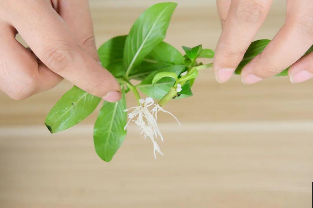 8种花，越热越扦插，大白根呼呼冒