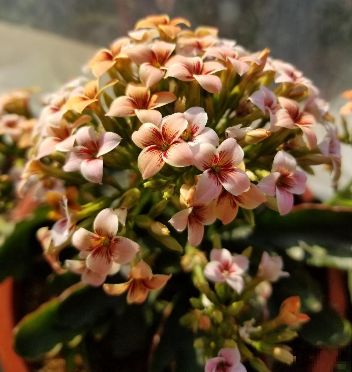 秋天逛花市，看到5种花放心购买，秋天正是开花好时机