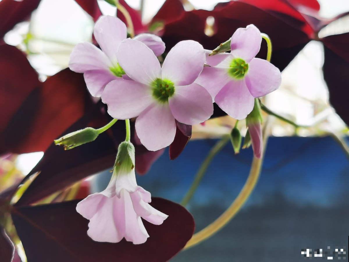 养花7年,居然找到了植物的“财富密码”,4种花“越养越赚钱” 养花7年,居然找到了植物的“财富密码”,4种花“越养越赚钱”