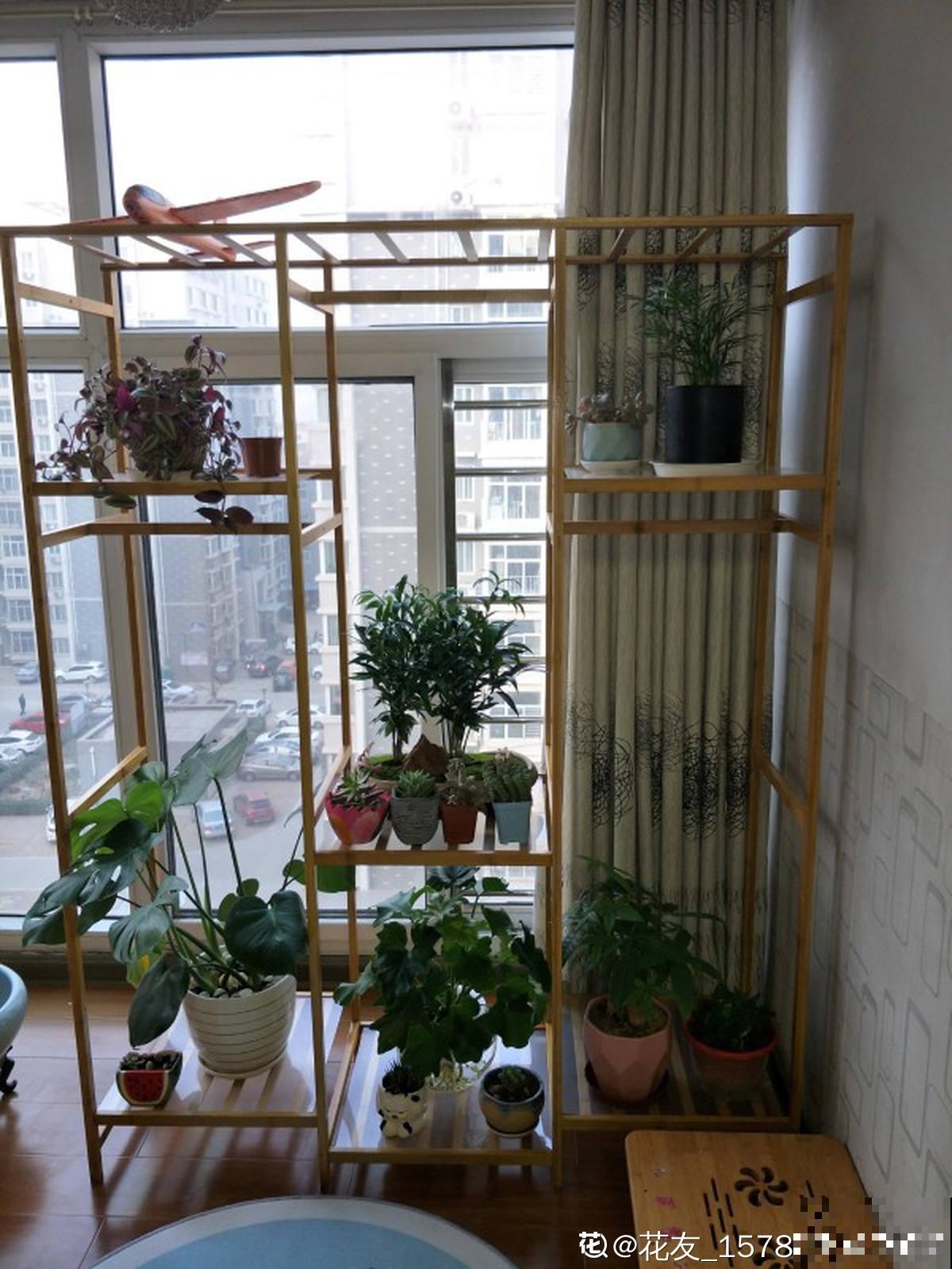 室内明明很凉快，怎么植物还枯萎？做好室内养护，植物安稳过夏天