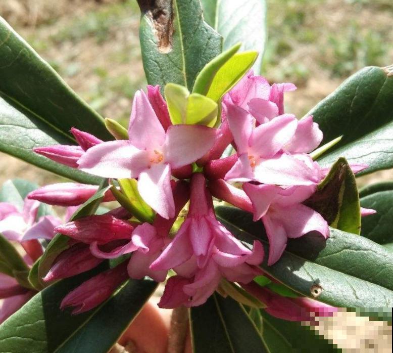 金边瑞香的头号杀手,一旦中招,无力回天! 金边瑞香的头号杀手,一旦中招,无力回天!