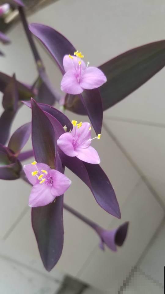 紫竹梅的5个种植关键点,你都知道吗? 紫竹梅的5个种植关键点,你都知道吗?