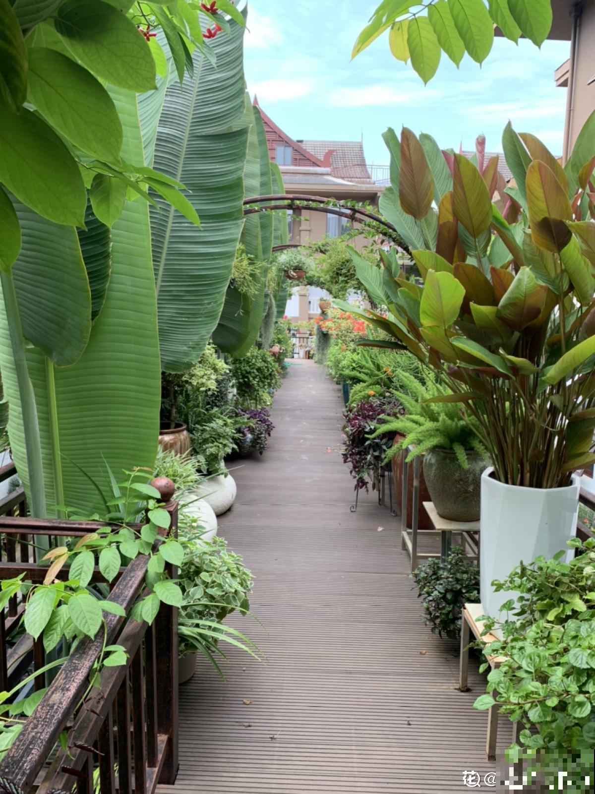 一楼的小院和顶楼的天台，养花人的选择恐惧症，到底哪个好