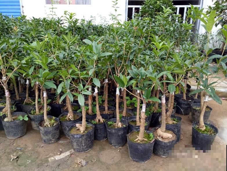 桂花一挪就死，究竟是为啥？