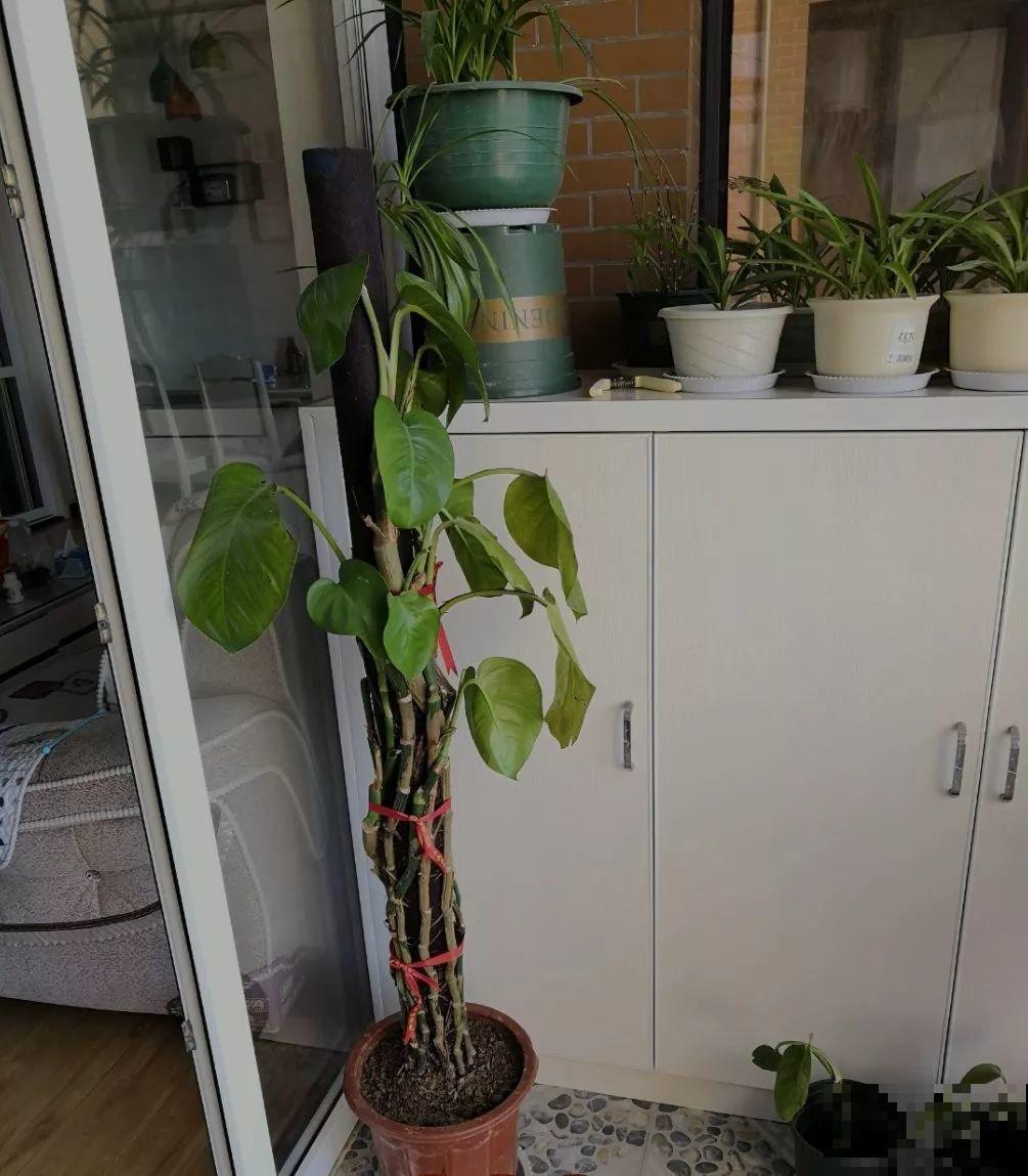 平时的“贵货花”,路边扔了一卡车,赶紧捡回家 平时的“贵货花”,路边扔了一卡车,赶紧捡回家