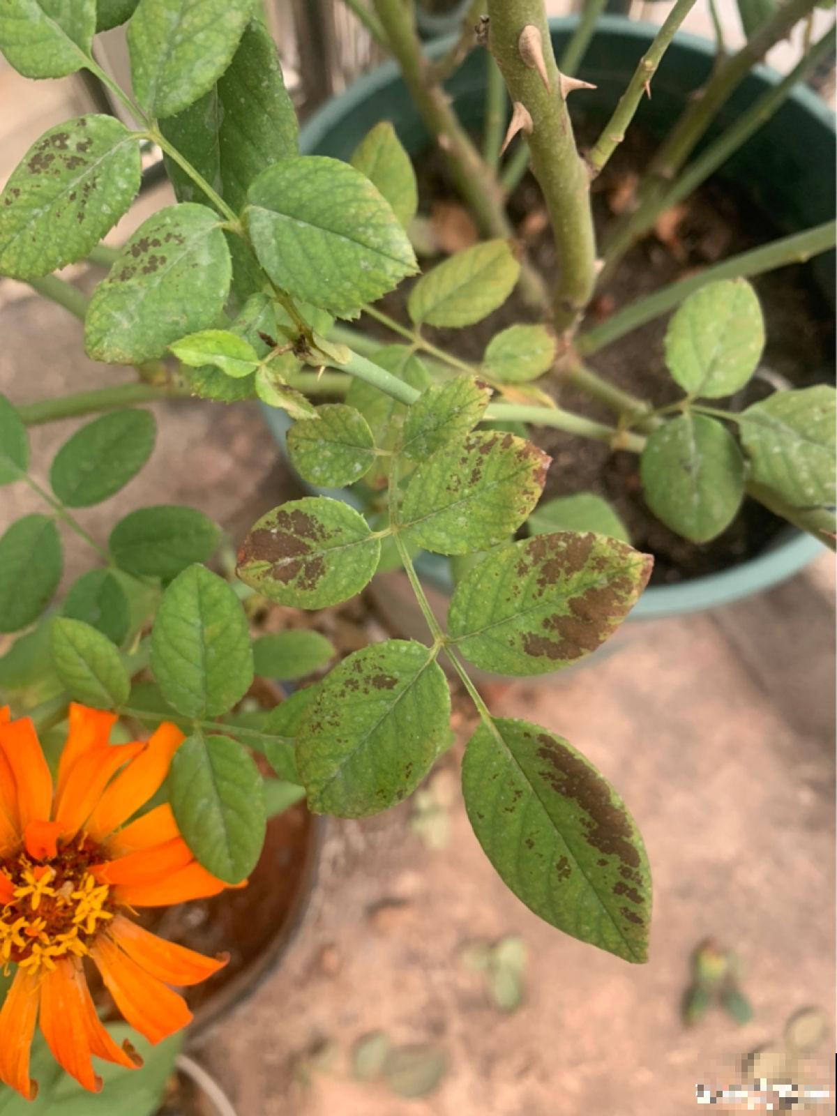 植物雨季没处躲，勤排水多打理，从此不怕下雨天