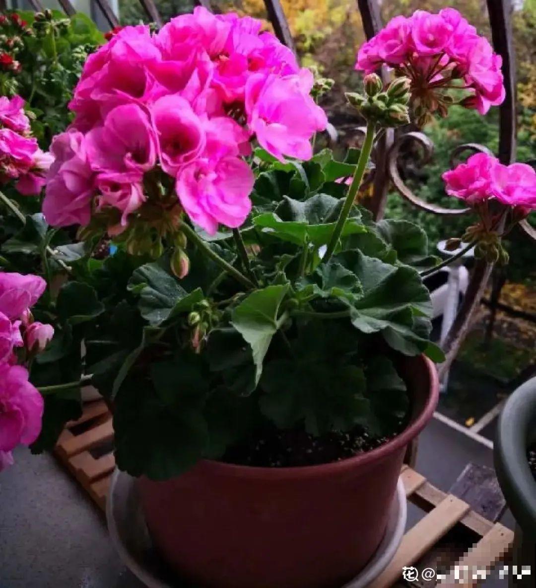 9种花,夏天休眠了,一定少浇水,否则越浇越死 9种花,夏天休眠了,一定少浇水,否则越浇越死