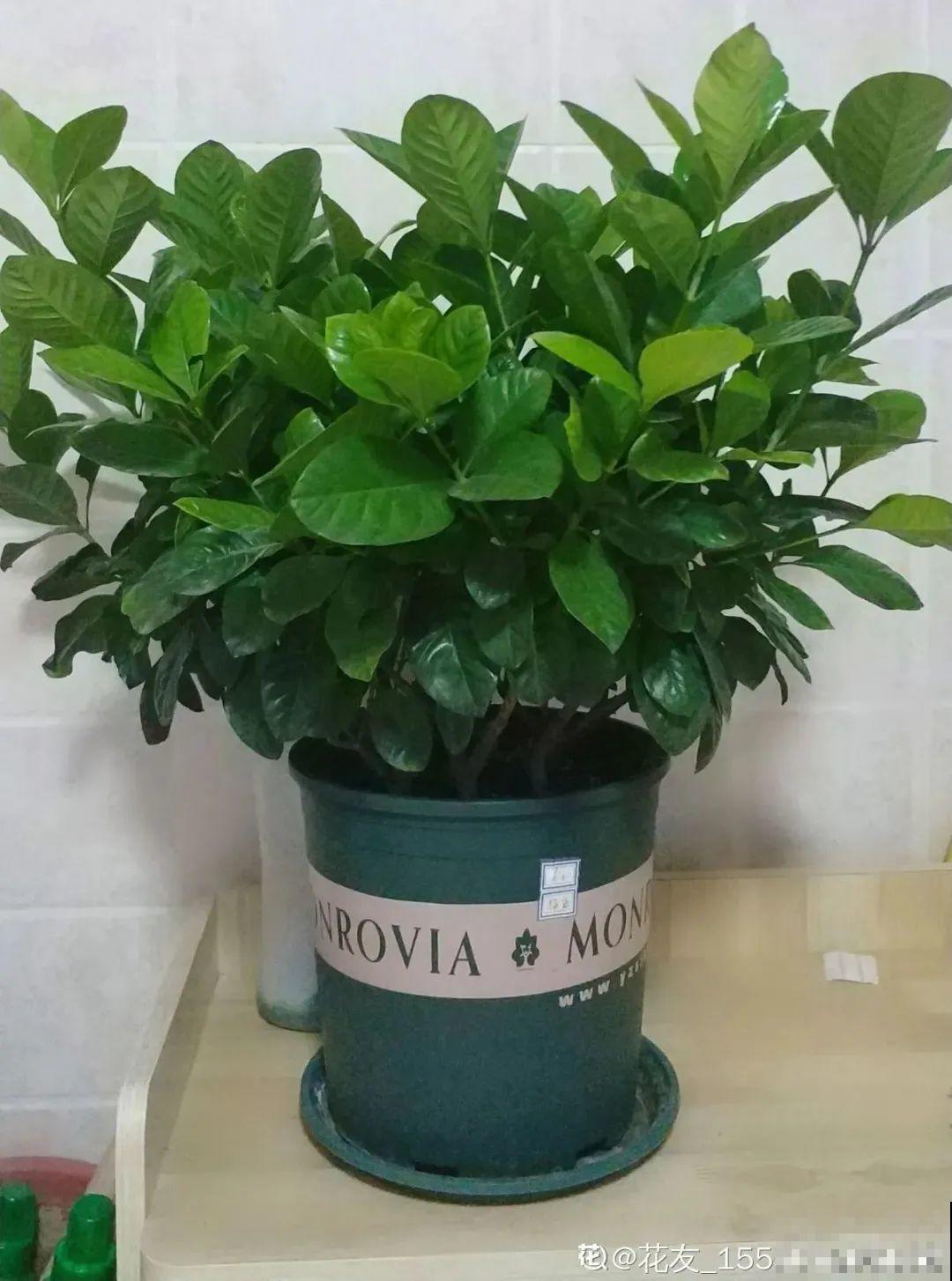 三角梅剪 一剪，搬出去晒晒，呼呼爆花