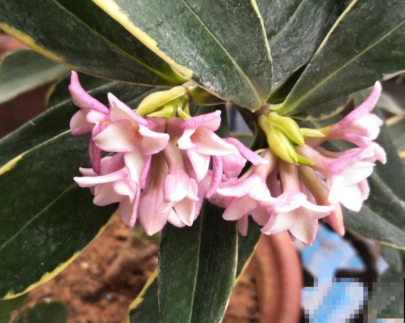 金边瑞香的头号杀手,一旦中招,无力回天! 金边瑞香的头号杀手,一旦中招,无力回天!