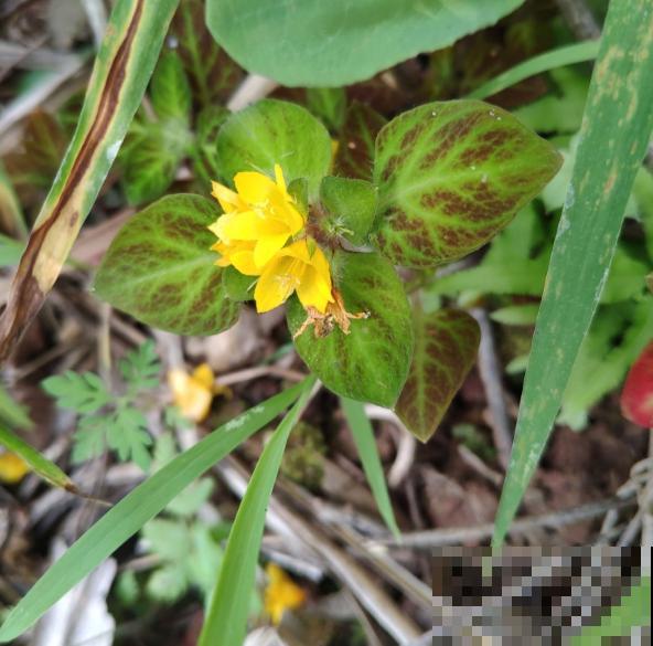 要金钱还是要铜钱，金钱草和铜钱草养哪个最好？