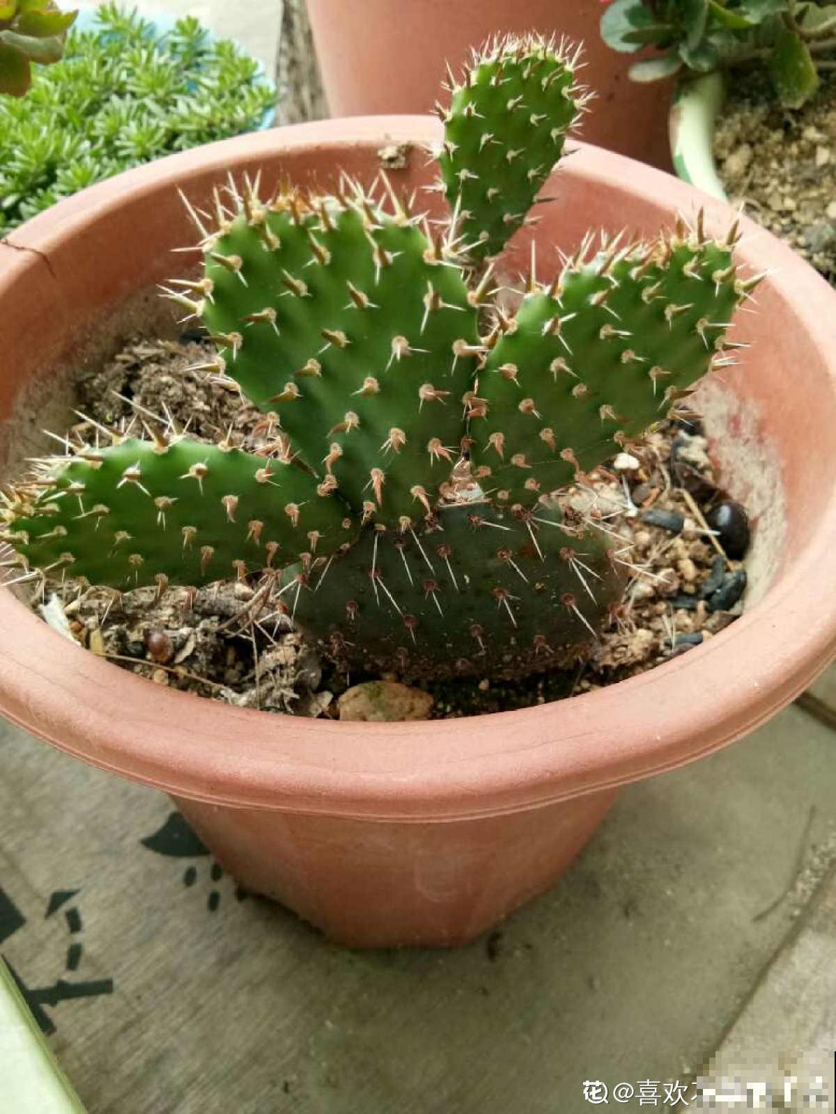 4种花喜欢恶劣环境，环境越差，长势反而更旺