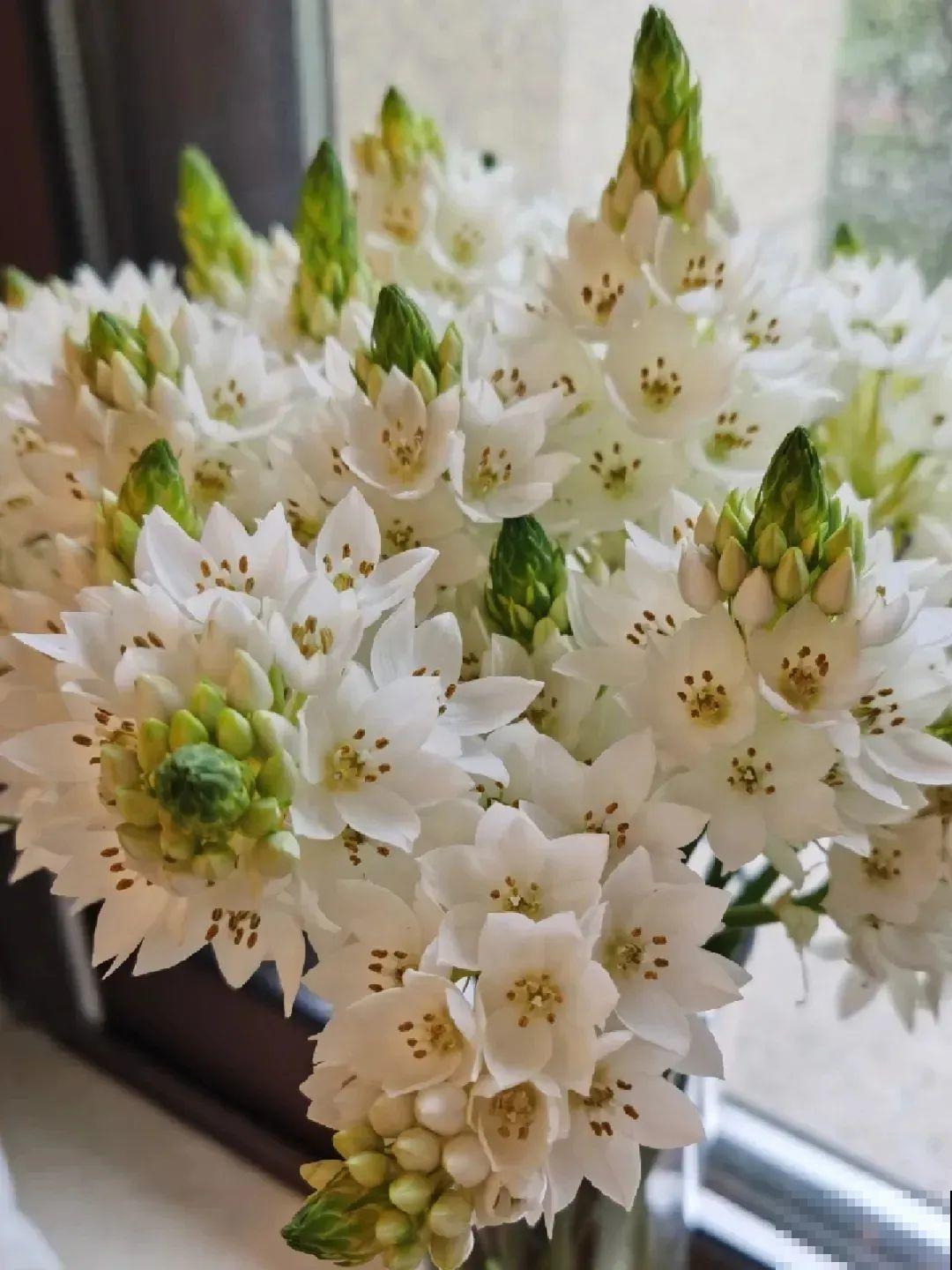 现在适合种11种花，耐寒好养活，呼呼开花爆盆