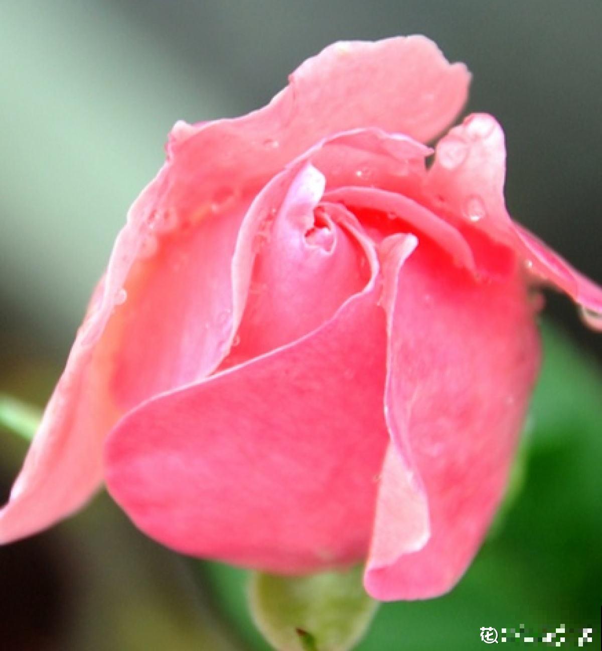 又是一年七夕,买玫瑰不如亲手养玫瑰,送给心爱的TA更有心意 又是一年七夕,买玫瑰不如亲手养玫瑰,送给心爱的TA更有心意