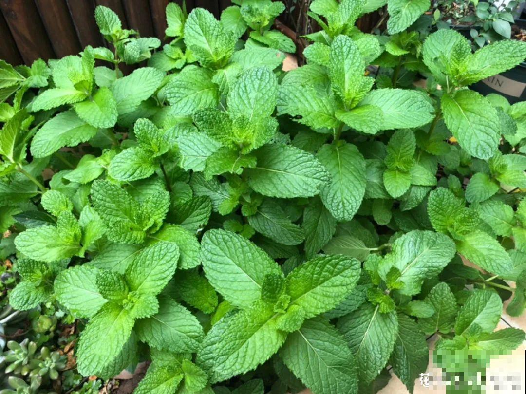 茉莉一长高就剪，别舍不得， 剪对了能快速复花