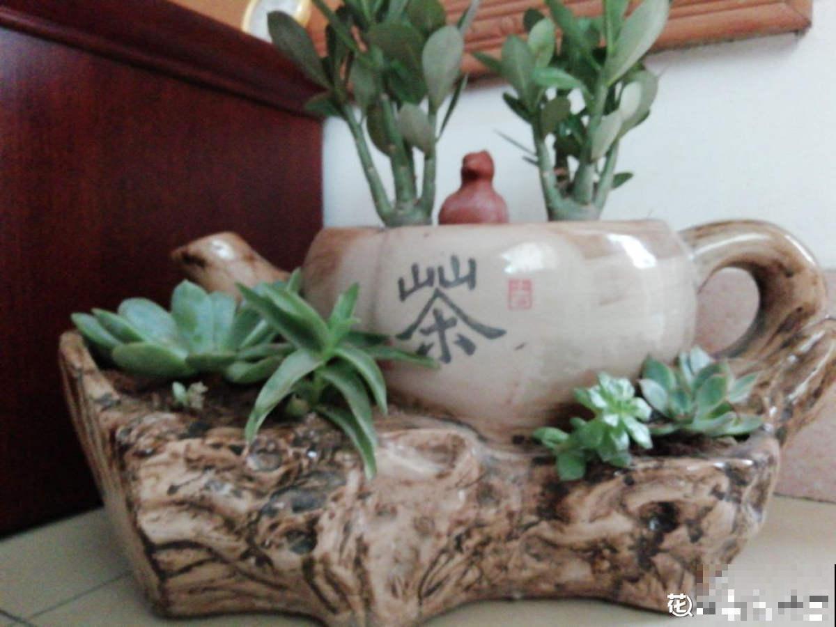 水壶还能养植物?只要3步,看看大家咋养的 水壶还能养植物?只要3步,看看大家咋养的