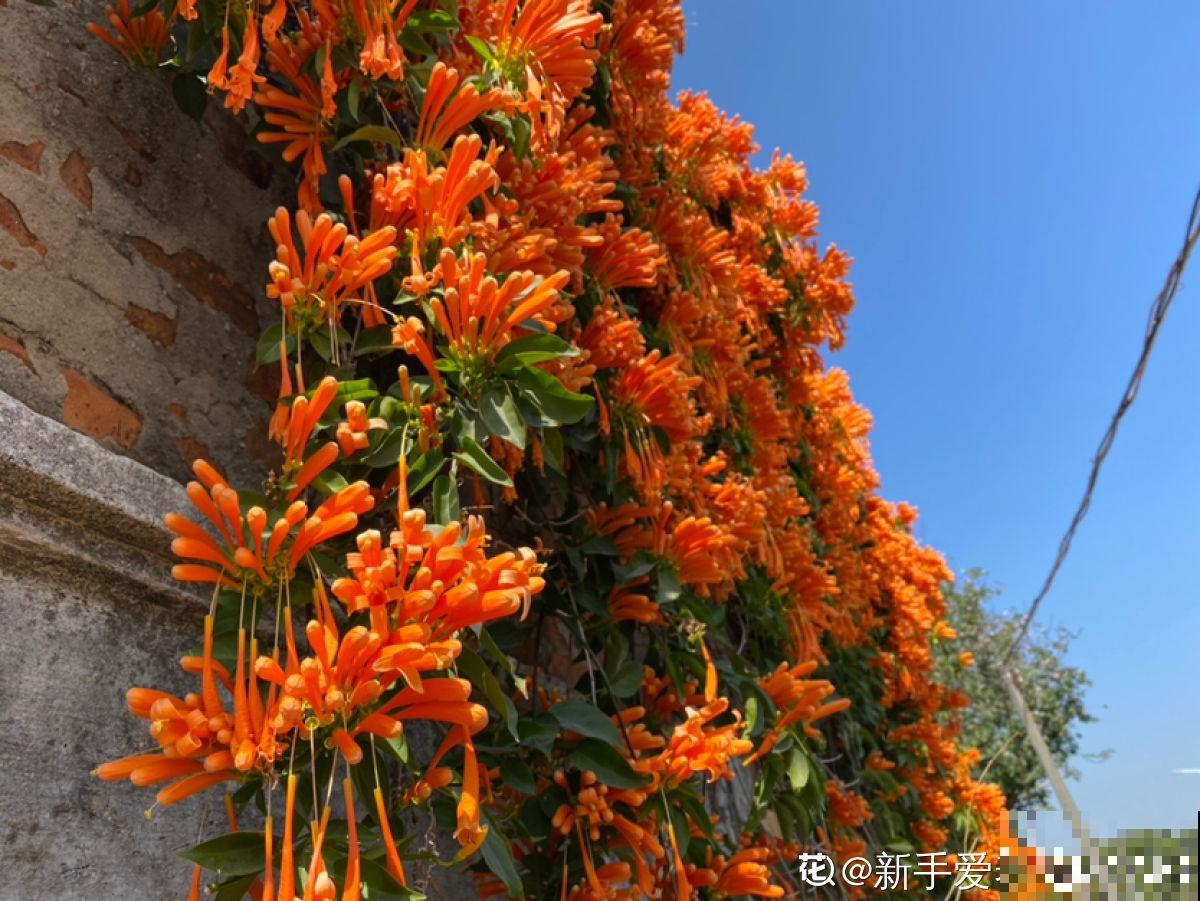 墙面大改造！种上4种爬墙花，我家的院墙成了拍照景点……