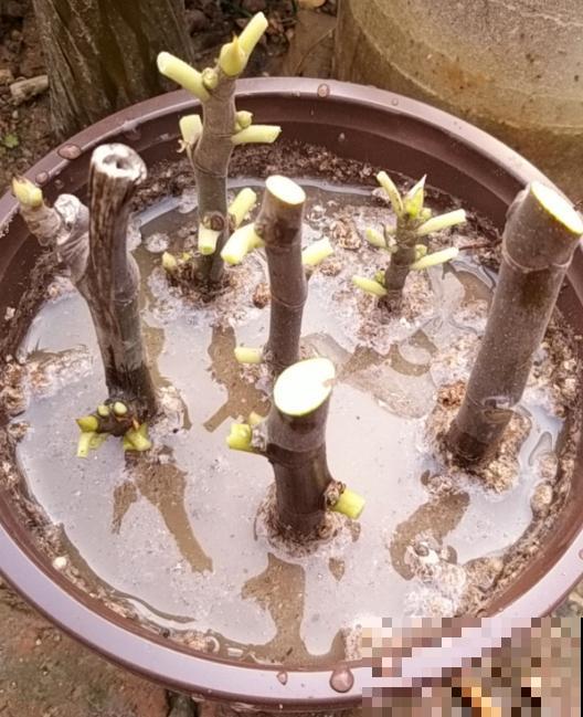 这4种果树，看到枝条扎土里，半月看见“萝卜根”