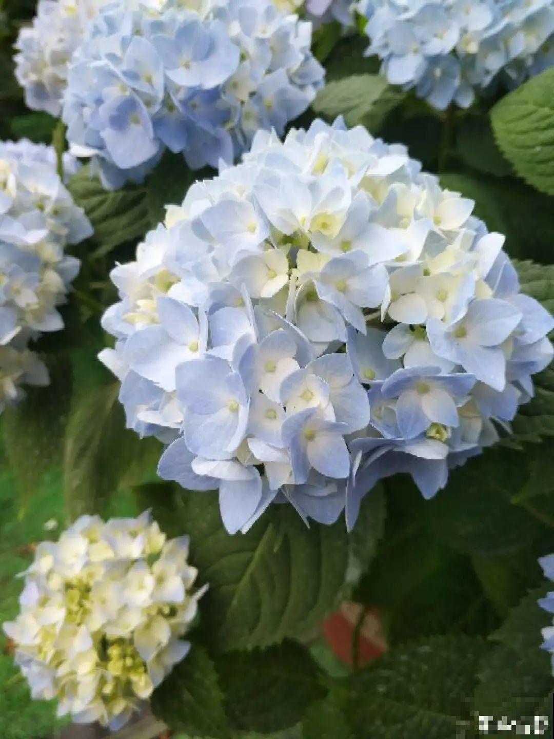 家里光照不足，就养这2种精灵花，耐阴花期长，皮实好养