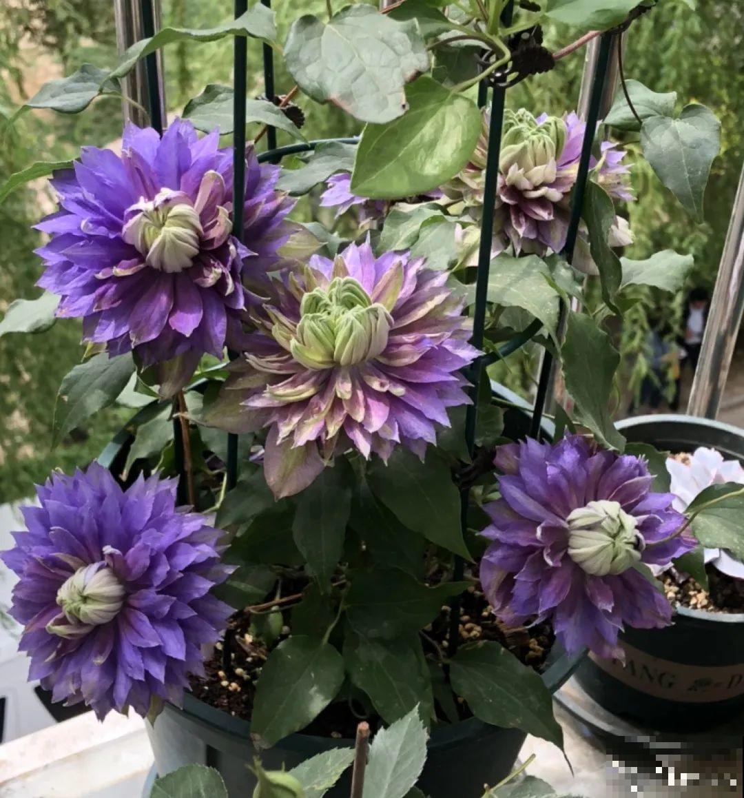 6月份扦插，选好合适的植物品种，沾土、泡水都能活