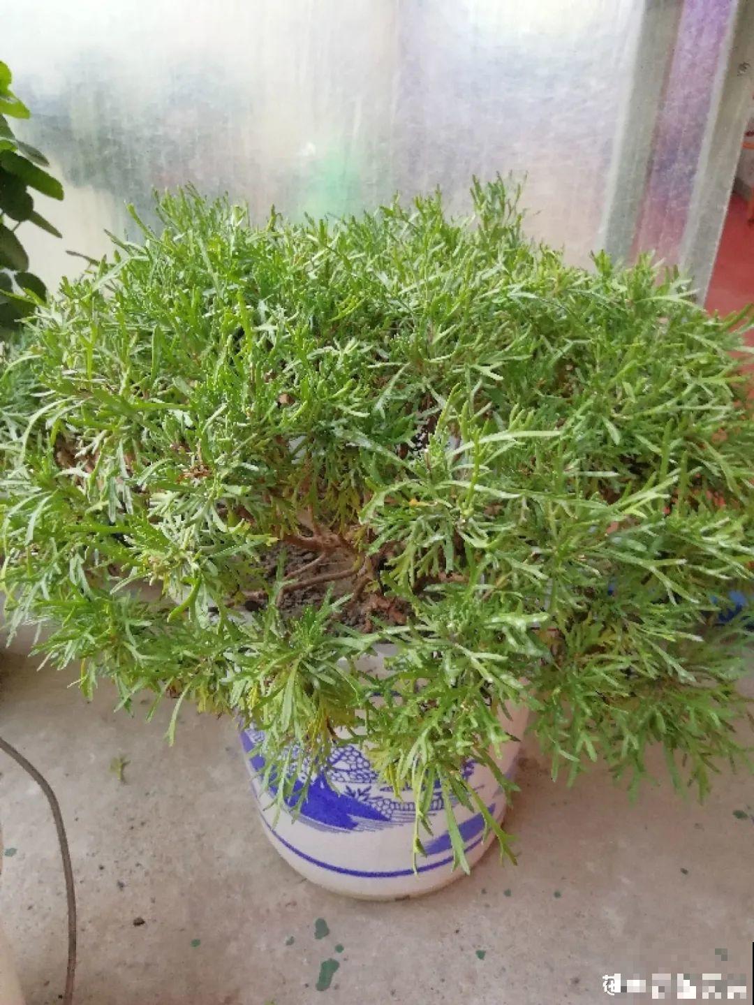初秋8种花不能剪，轻则不开花，严重可能剩空盆