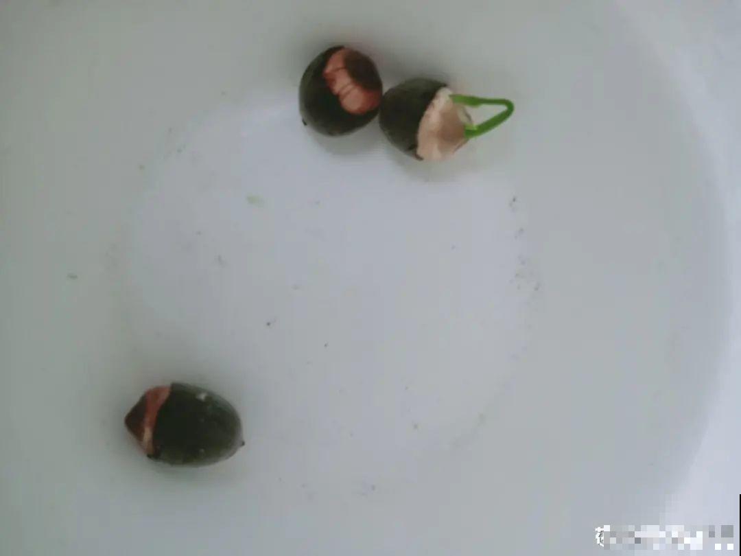 聪明人养4种花,一定记得收种子,多的能赚钱 聪明人养4种花,一定记得收种子,多的能赚钱