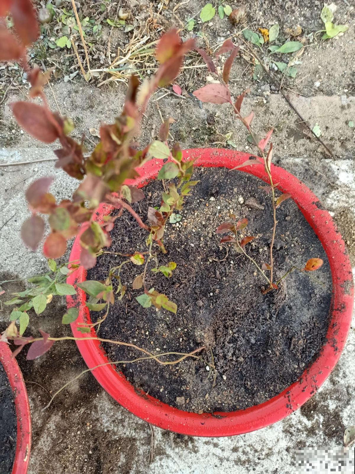 告别超市蓝莓，种一棵盆栽蓝莓，在家也能免费吃