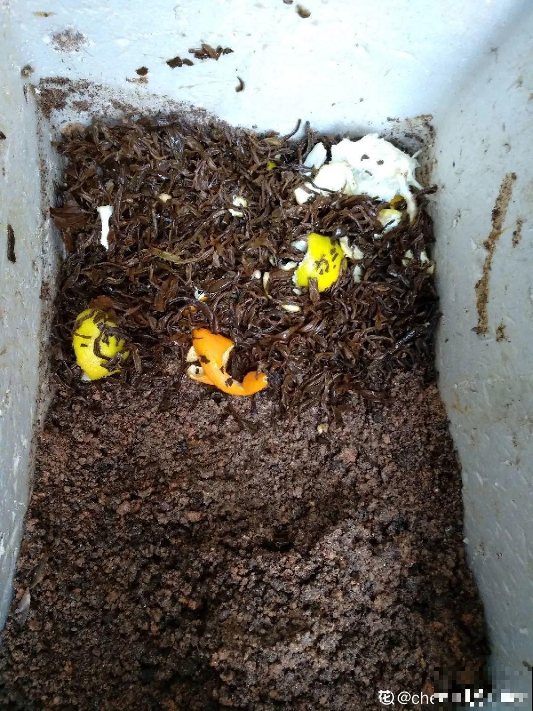 7种有机肥, 给花吃一点,花长得特旺 7种有机肥, 给花吃一点,花长得特旺