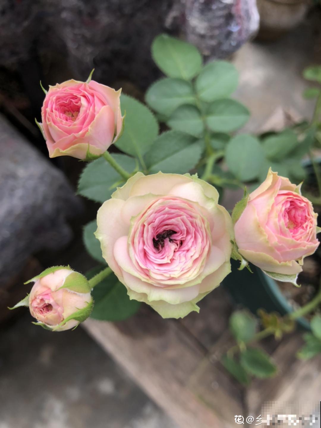 换盆时间到,换好后植物呼呼长,不换全年不开花 换盆时间到,换好后植物呼呼长,不换全年不开花