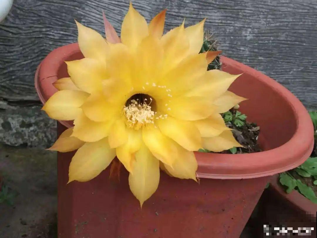 1种仙人球，开花美艳，一年能开好多次