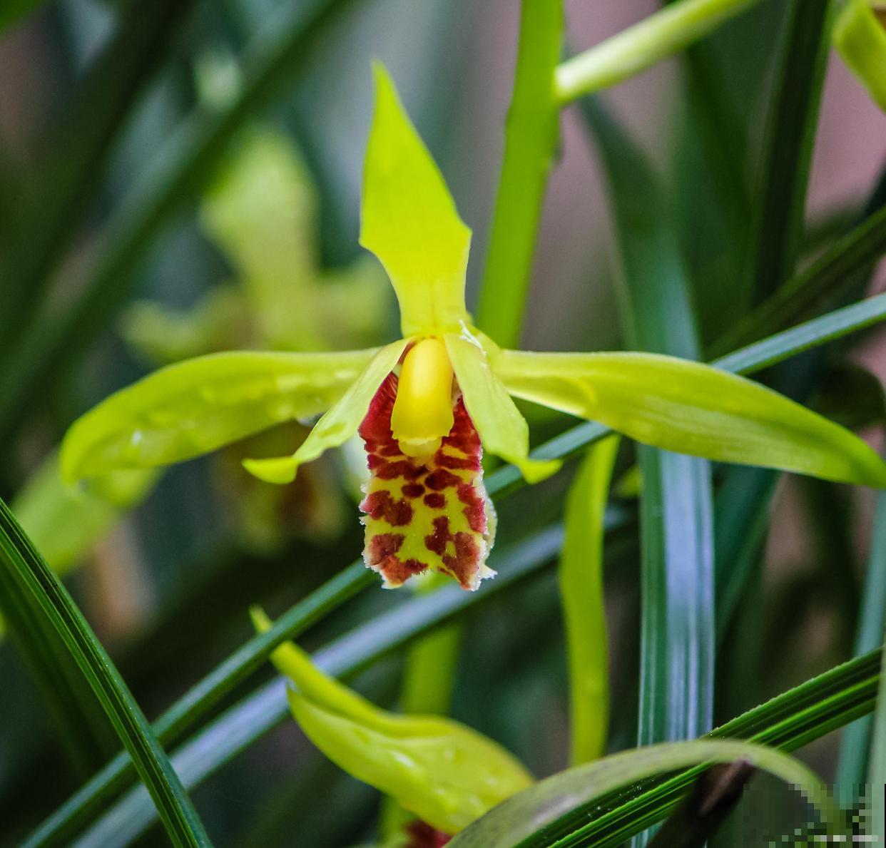 兰花发新芽怎么养护？