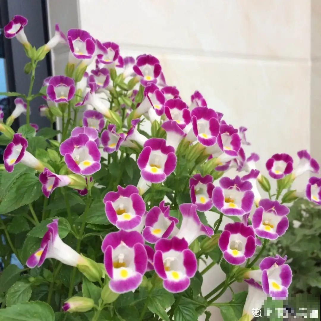 10种花开完不要剪，等20天之后，1盆变多盆