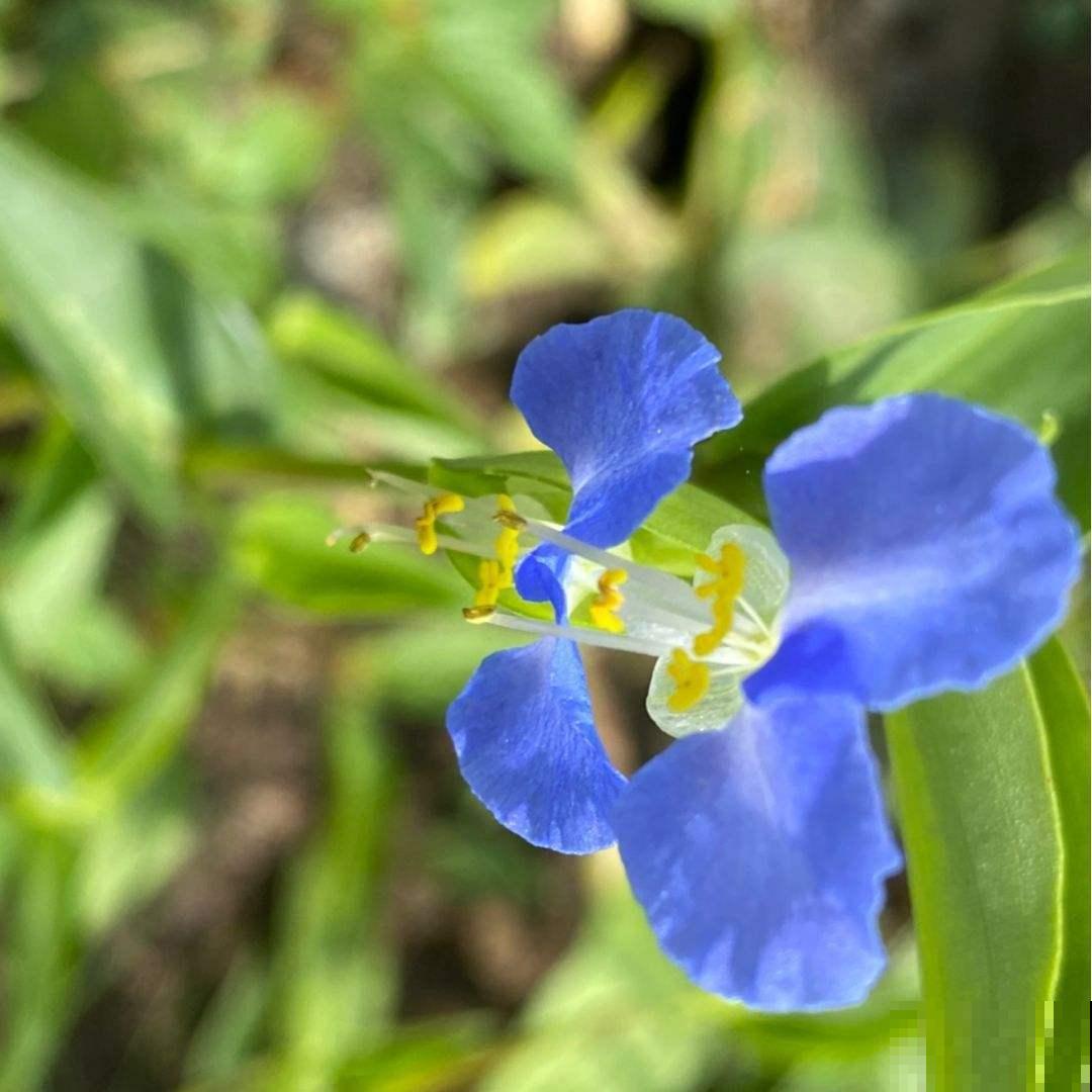 童年常见的20种花，城里很难见到，你认识几种