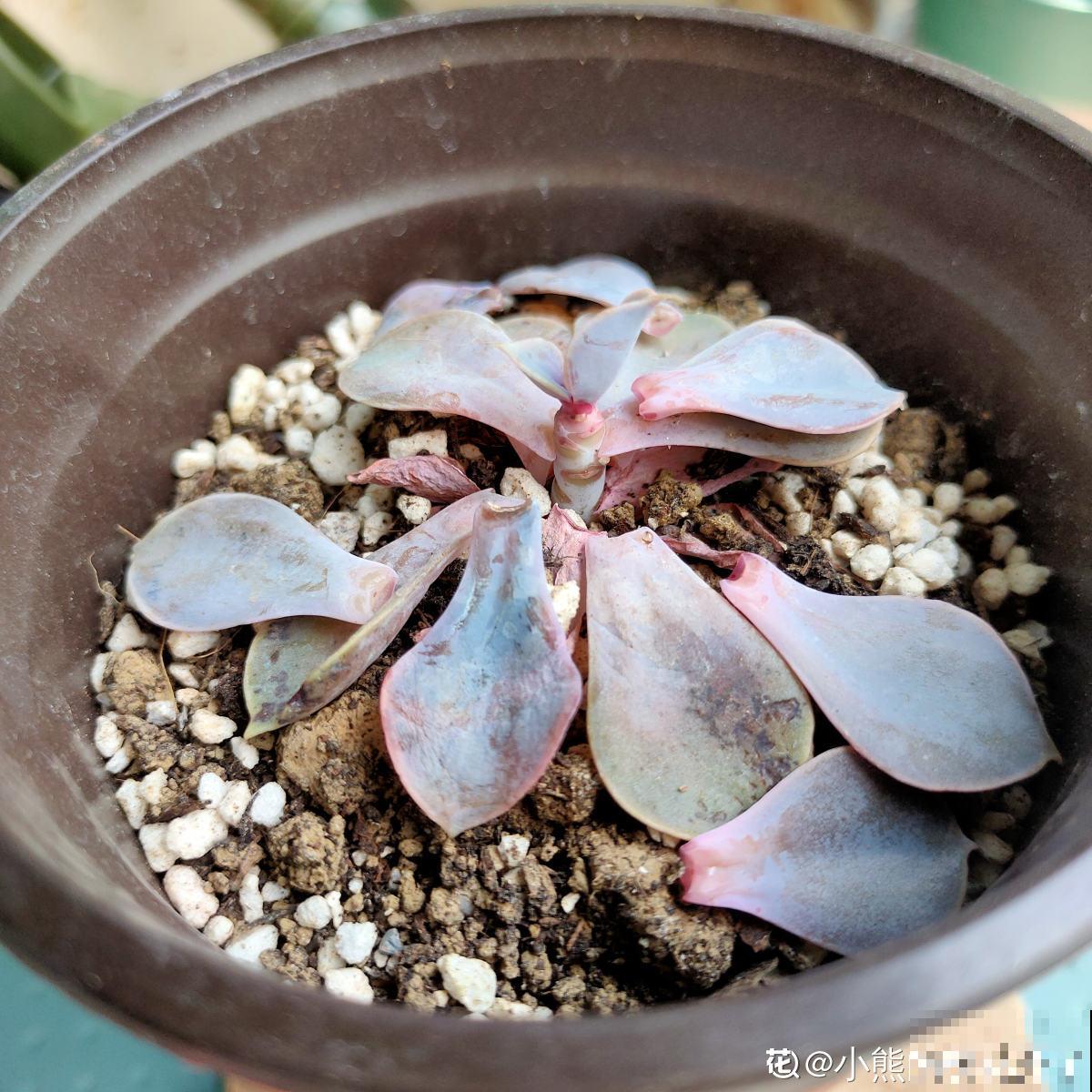 多肉长坏了别扔!剪一剪砍一砍,原地就能“满血复活” 多肉长坏了别扔!剪一剪砍一砍,原地就能“满血复活”