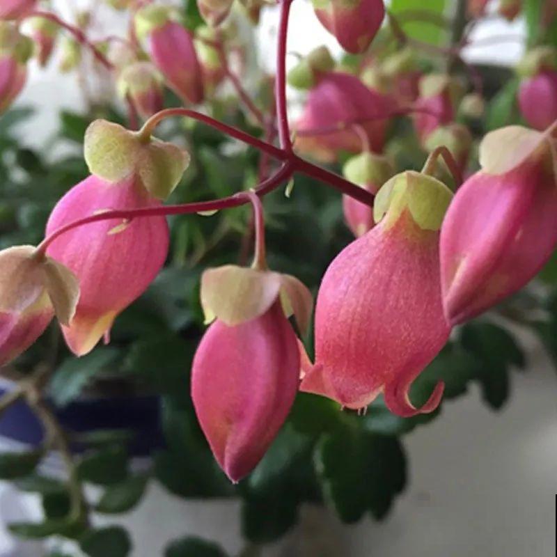 卫生间里养盆蕨，净化空气，满眼绿意