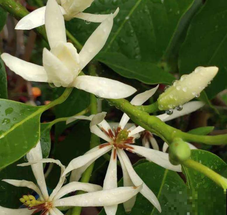 开白色花怎么了，照样仙气十足！