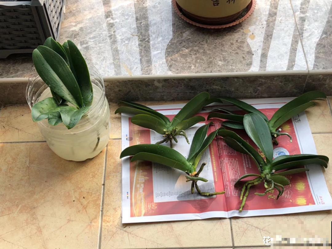 30℃以上，10种花就先别养了，买一盆死一盆，别怪我没提醒你