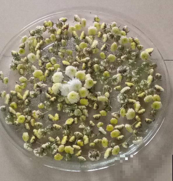 老中医爱养的60种植物，图文并茂特详细，种一盆养人养身心