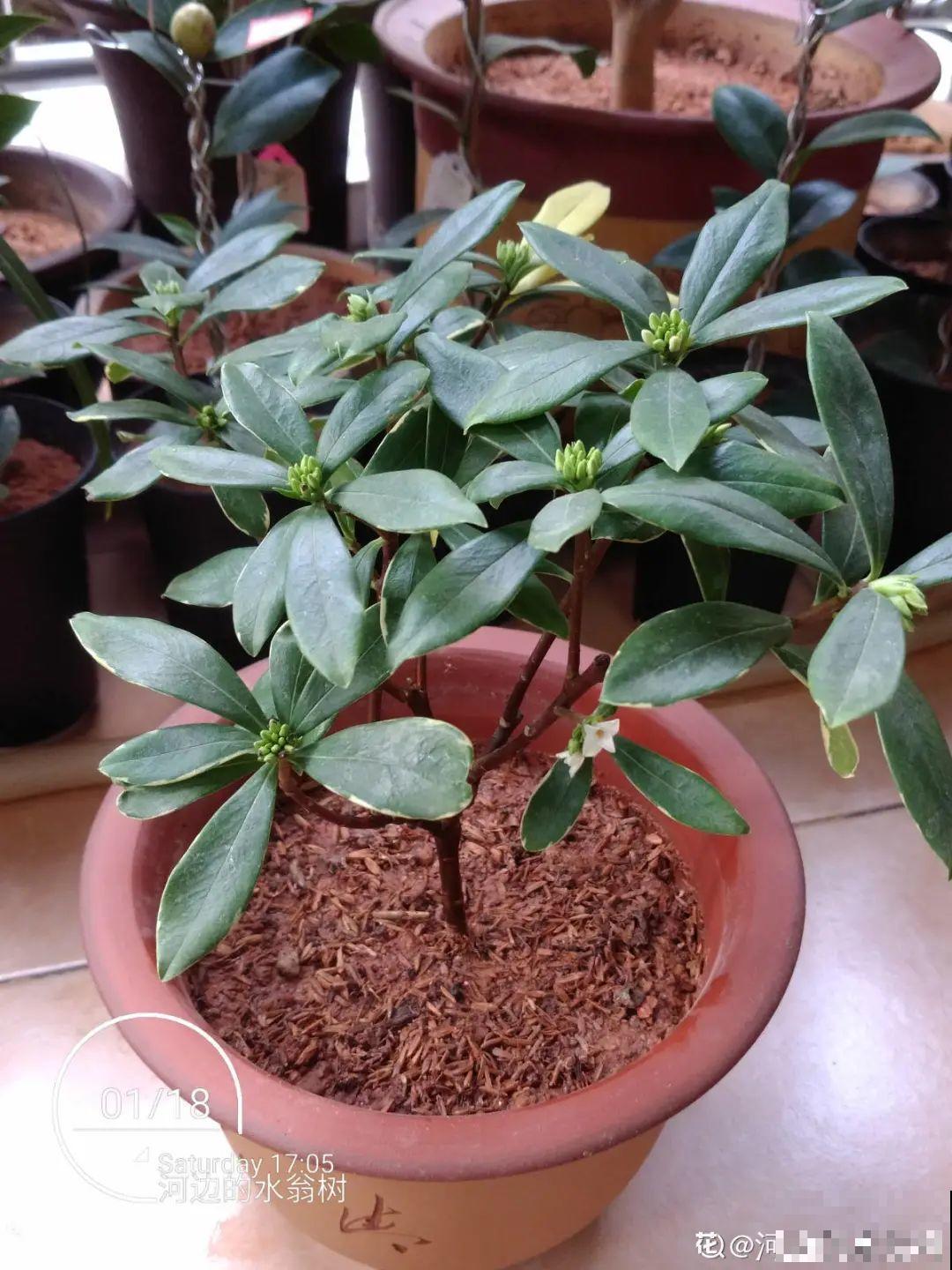 初秋8种花不能剪，轻则不开花，严重可能剩空盆