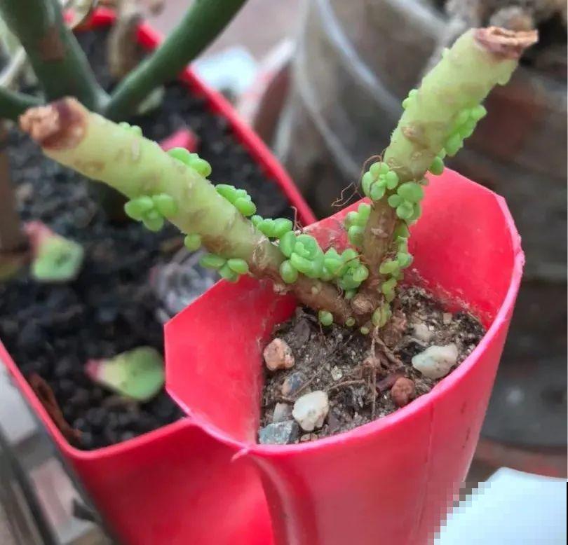 现在给花剪一刀,剪成一个“小平头”,呼呼冒芽爆盆 现在给花剪一刀,剪成一个“小平头”,呼呼冒芽爆盆